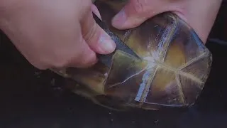 Thumbnail: From Turtle Bone to Medicinal Dessert: Ancient Food Science!