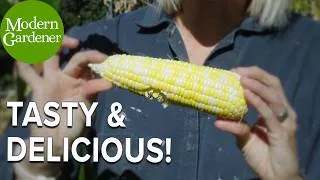 Thumbnail: How to Grow the BEST Corn