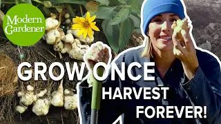 Thumbnail: Grow Jerusalem Artichokes: From Planting to Harvest