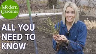 Thumbnail: How to Plant a Bare Root Rose