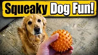 Thumbnail: Best Dog Toy 2026? Apasiri Ball Review