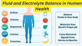 Thumbnail: Fluid and Electrolyte Balance in Human Health