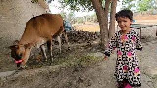 Thumbnail: Village Life Fatima | Traditional Rural Life & Cow Caring Vlog