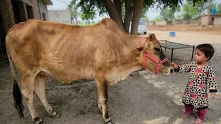 Thumbnail: Choti Fatima ki Gaye ke Sath Mastiyan! 😍 Farm Vlog 2026