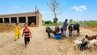 Thumbnail: Farm Animals vs. Loud Kids: Who Wins in Village Life? 😂🐐
