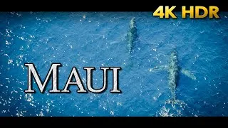 Thumbnail: First Time in Maui  [Subtitled] | 4K HDR