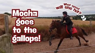 Thumbnail: MY PONY IS CRAZY FAST?! | MOCHA GOES TO THE GALLOPS!