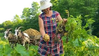 Thumbnail: Amazing Village Life of a Young Family 🥔🌧️ Harvesting Potatoes, Farm Work & Mushrooms After the Rain