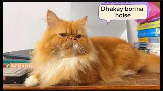 Thumbnail: Cherry don’t want to learn swimming🙀#cat #funny #viral #trending #best #funny #love #best #pets 