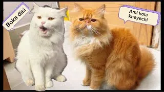 Thumbnail: Cherry love to eat banana😻#cat #funny #love #best #viral #trending #pets #enjoy #new #best 