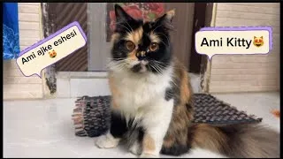 Thumbnail: Kitty is back to Cherry’s home😻#cat #funny #enjoy #viral #trending #best #pets #friends #love #new 