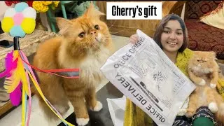 Thumbnail: Cherry’s Gift from Rabsa friend😻🎁#cat #gift #funny #viral #trending #best #love #pets #beautiful 