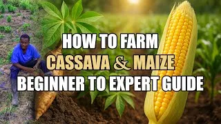 Thumbnail: From Land to Harvest: Cassava & Maize Farming Made Simple! #cassava   #agribusiness #maizefarming