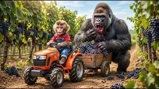 Thumbnail: "The Mysterious Gorilla in the Black Vineyard"