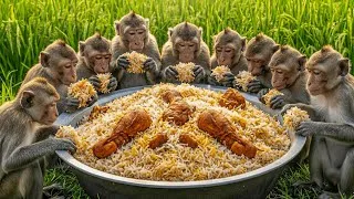 Thumbnail: Today’s Adventure: Cooking Biryani for Wild Monkeys!