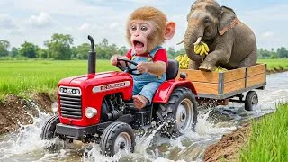 Thumbnail: CRAZY ADVENTURE! Monkey Driving a Tractor with a Giant Elephant! 🐘😂
