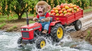 Thumbnail: Mango Harvest SHOCKER! Monkey Boss Drives Tractor in River