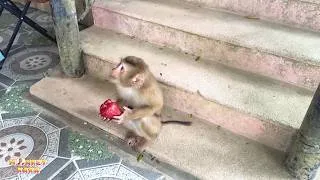 Thumbnail: Monkey Kaka holding a piece of fruit to eat during the freezing winter is a heart wrenching sight.