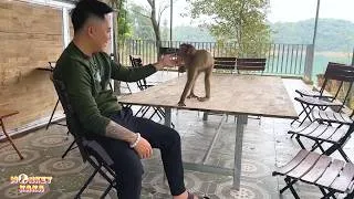 Thumbnail: Only Dad makes Monkey Kaka feel safe when her around.