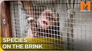 Thumbnail: Rescuing The World's Most Unusual Monkeys | Monkey Life