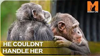 Thumbnail: A Spoiled Alpha Chimp Panics During His First Meeting | Monkey Life Season 17 Episode 4