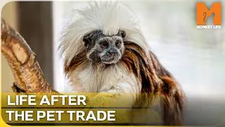 Thumbnail: Giving Britains Smallest Monkeys a Second Chance | Monkey Life