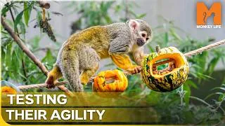 Thumbnail: The Brilliant Way Monkeys Hunt for Hidden Food | Monkey Life Season 17 Episode 3