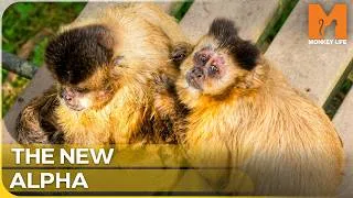 Thumbnail: The Unexpected Underdog Who Conquered a Monkey Troop | Monkey Life Season 17 Episode 2