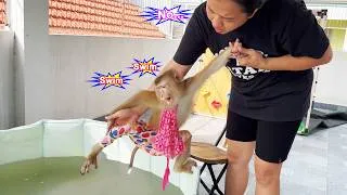 Thumbnail: Monkey LYLY was eager to swim after being out in the sun, but her mother disagreed because