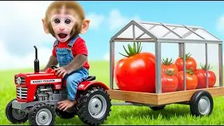 Thumbnail: Monkey Nana drives a tractor: Hail destroys the tomato field and a magical recovery begins