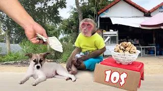 Thumbnail: Hilarious 🤣 Puppy keeps watch for Monkey Su carries out a plan to steal eggs from Dad to sell