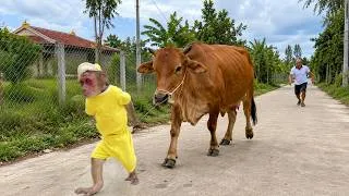Thumbnail: So Funny! Su non stop hide from Dad secretly leading cow away