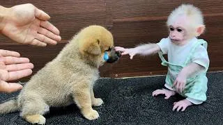 Thumbnail: The childhood lives of baby monkey xuka and Kun the puppy !