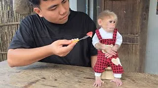 Thumbnail: Baby Monkey Xuka refuses to eat because she wants her aunt to come back.