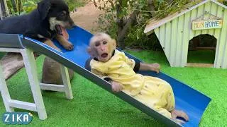 Thumbnail: Baby monkey Zika and puppy Mon playing on the slide so fun