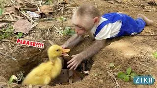 Thumbnail: Super smart Baby monkey Zika helps dad take care of the ducklings