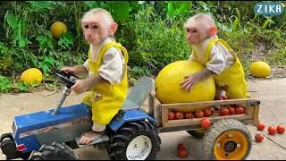 Thumbnail: Smart baby monkey Zika helps dad harvest melons for dinner