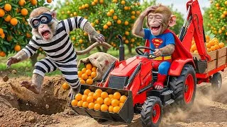 Thumbnail: 🐒🍊 Mono Monkey Uses Intelligence to Trap Chimpanzee Stealing Oranges! The Unexpected Outcome 😱