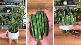 Thumbnail: How I Easily Propagate a Snake Plant in Water | Best of MonstroFarm