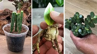 Thumbnail: How I MIRACULOUSLY Propagate from Just Leaves | Best of MonstroFarm