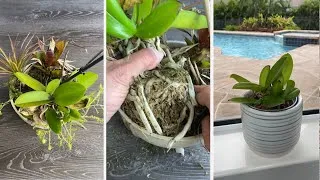 Thumbnail: How I Rescued a Dying Orchid