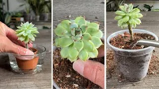 Thumbnail: How To HELP a TINY Succulent So It THRIVES