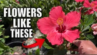 Thumbnail: 7 Hibiscus Care Tips That You Need to Know - Houseplant Care
