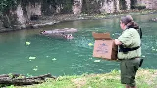 Thumbnail: Feeding hippopotamus at Animal Kingdom 