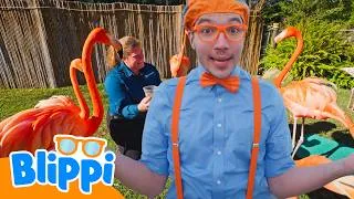 Thumbnail: Blippi at the San Diego Zoo! | Blippi | Playtime and Learning Fun | Paws & Learn