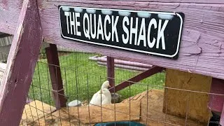 Thumbnail: Cute Ducks Catching Goldfish - Chip and Dip - Relaxing Videos that give you a smile