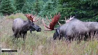 Thumbnail: Dominant Bull Moose Shedding Their Velvet and Sparring #nature #wildlife #moose