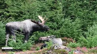 Thumbnail: Crazy Happenings at the Rut Pit #nature #moose #wildlife