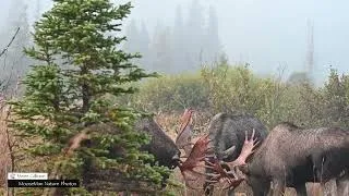 Thumbnail: Big Bull Moose and the Rut #nature #wildlife #moose