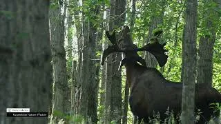 Thumbnail: Crazy Moose Antlers, This Guy is Going to be a Beauty #nature #wildlife #moose